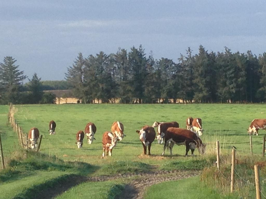 Lokken Farm Holiday Buitenkant foto